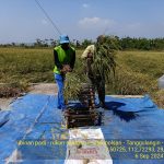 Babinsa Koramil 0816/06 Tanggulangin Bersama Petani Tingkatkan Hasil Pertanian